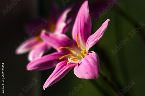 decorative pink flower rain lily Zephyranthes grandiflora on blurred background closeup