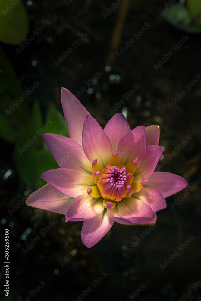 Isolated pink water lily flower in dark background Isolated pink water lily flower in dark background