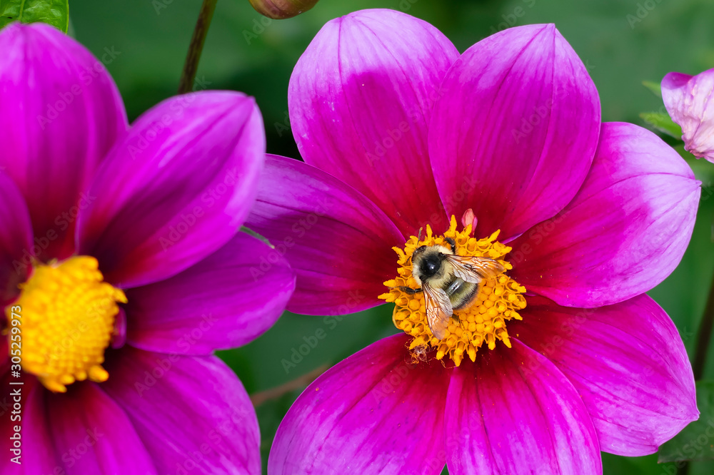 Vibrant delicate pink dahlia flower on summer sunlight in the garden. Blooming dahlias flowers with honey bee gathering nectar, close up view Vibrant delicate pink dahlia flower on summer sunlight in the garden. Blooming dahlias flowers with honey bee gathering nectar, close up view