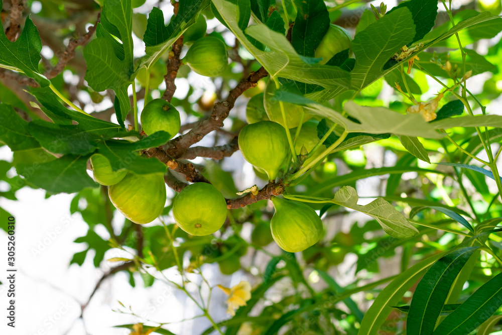 Group of immature green fig fruits on branch with green leaves, tropical fruits growing on the tree