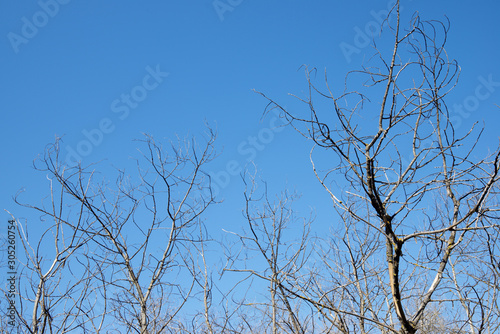 Winter forest in Spain.