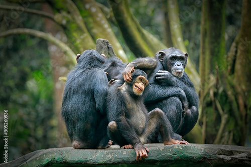 Fotografering Chimpanzee consists of two extant species: common chimpanzee and bonobo