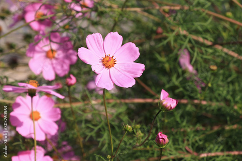 Pink cosmos flowers in garden