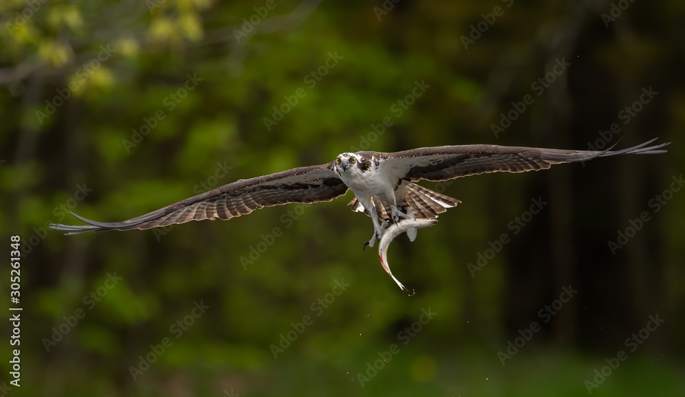 Obraz premium Osprey 