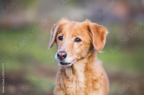 Old senior dog. Happy adopted mixbreed dog photo
