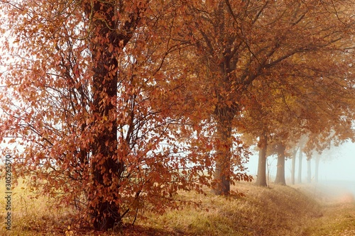 Baumreihe im Herbst bei Nebel mit orangen Bl  ttern