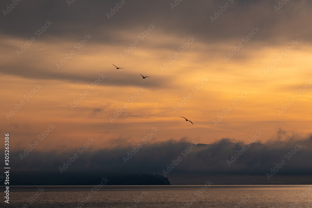Three seagulls soar against the early morning, cloudy, orange sky, over Penn Cove.