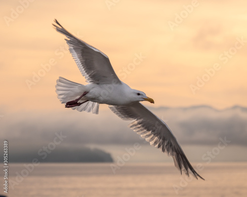 Close shot of a flying seagull with Penn Cove, mountains, and a colorful dawn sky in the background. © Thomas