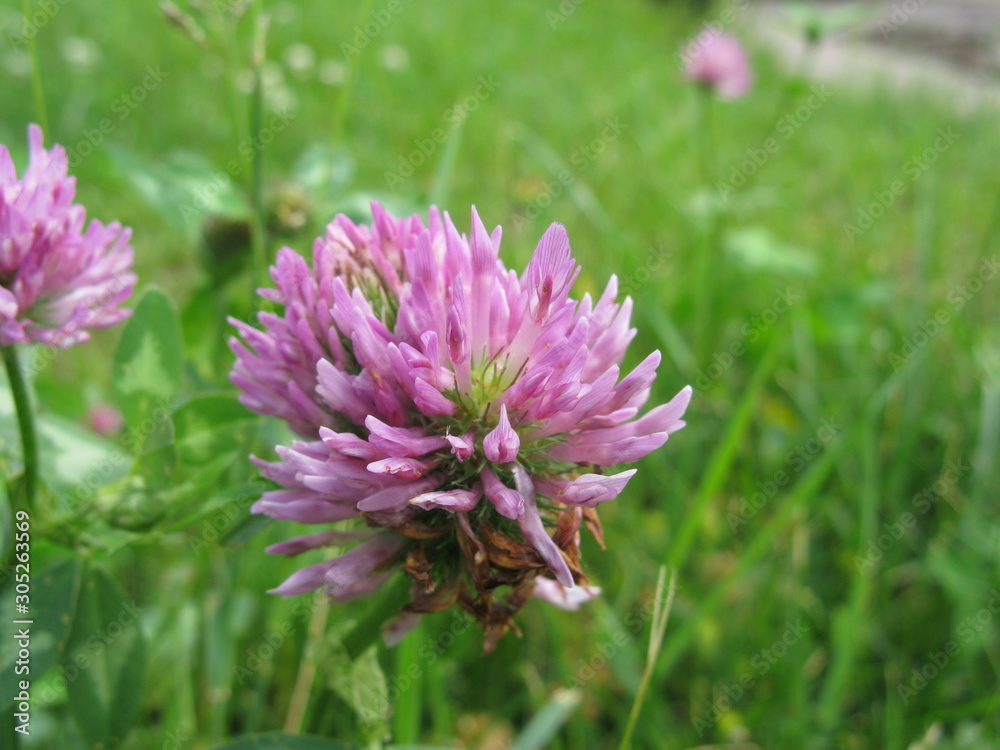 Flower