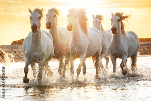 White horses in Camargue, France. photo