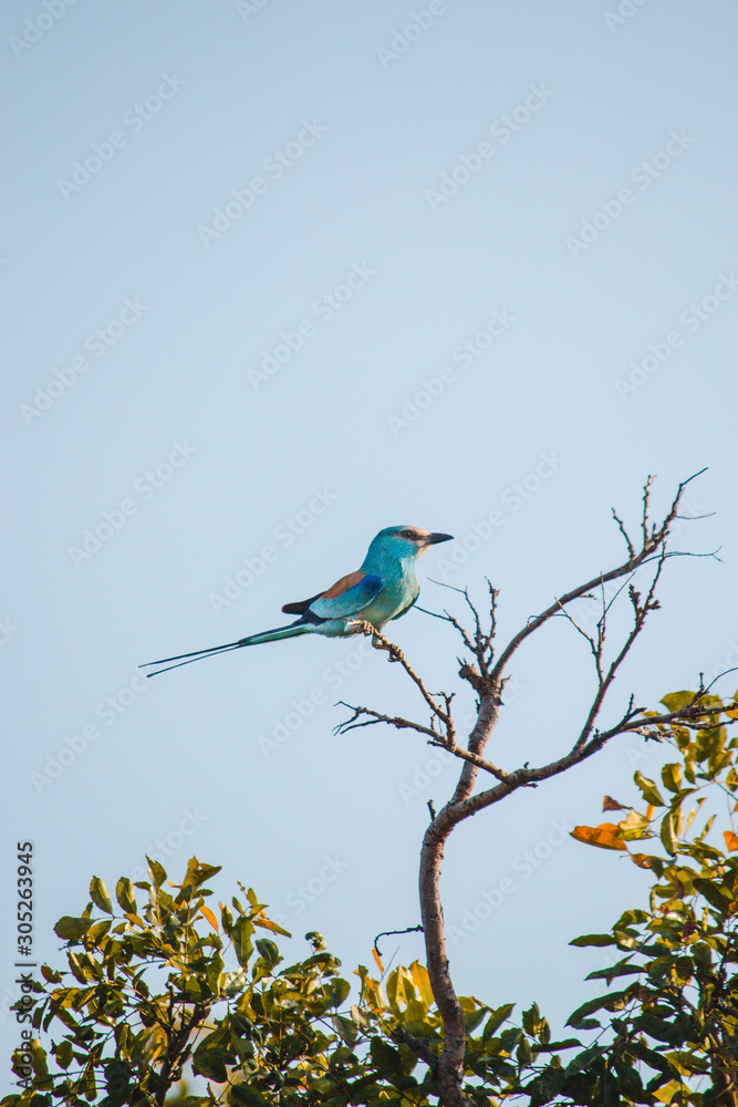Obraz premium Abyssinian roller on a branch