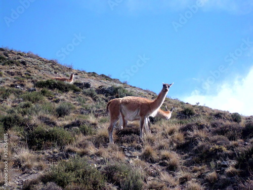 Vicuña on the mountain