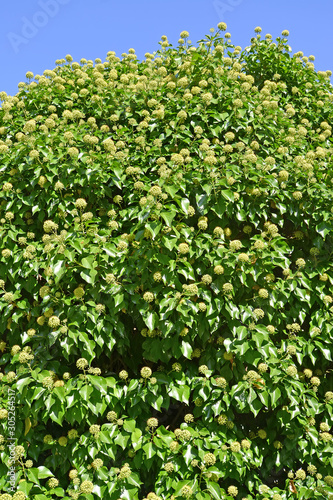 Flowering ivy plain (Hedera helix L.) on a background blue sky