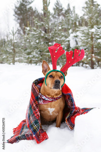 Portrait of American Staffordshire terrier with red deer horns wrapped in red checkered plaid on a snow in winter forest.
