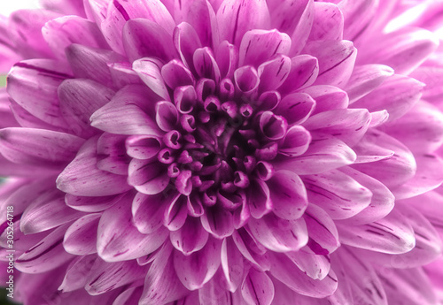 Pink Chrysantheme Nahaufnahme