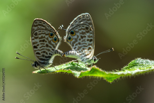couple de papillon © AnneLaure