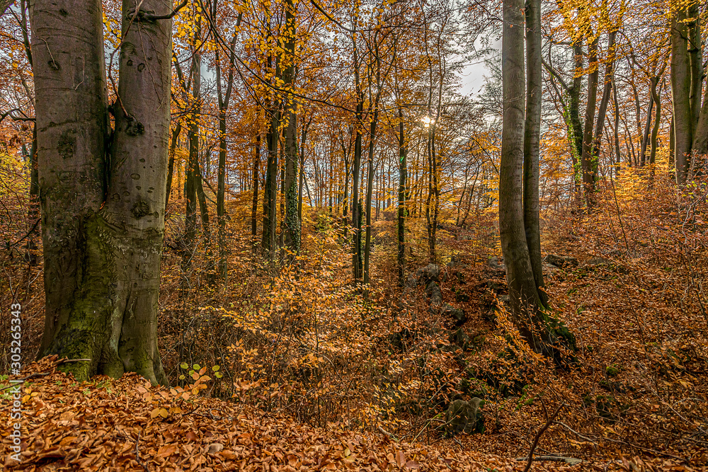 Herbstwald