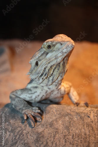 a bearded dragon on a rock photo