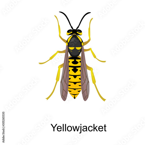 Hornet vector icon.Cartoon vector icon isolated on white background hornet.