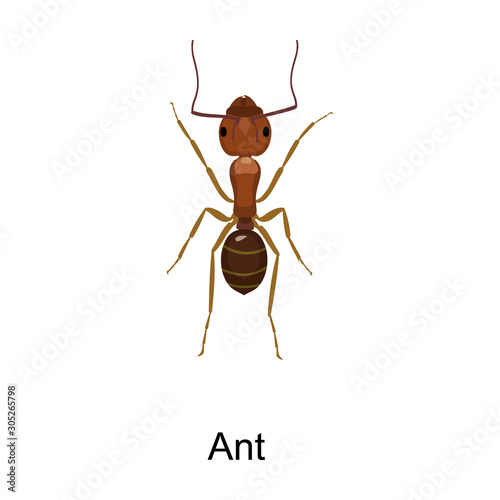 Ant vector icon.Cartoon vector icon isolated on white background ant .