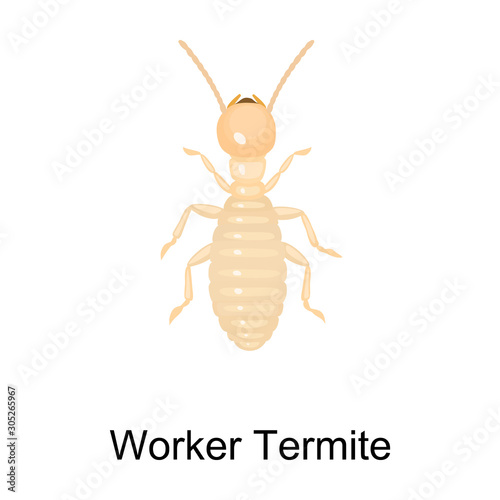 Worker termite vector icon.Cartoon vector icon isolated on white background worker termite. © Svitlana