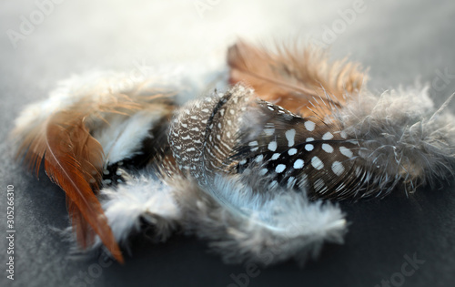 Hühnerfedern - chicken feathers © Konstanze Gruber