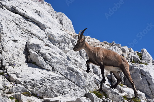 Stambecco delle Alpi  Capra ibex 