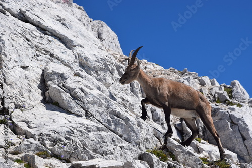 Stambecco delle Alpi (Capra ibex)