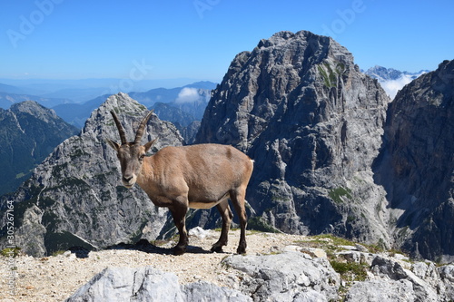 Stambecco delle Alpi (Capra ibex)