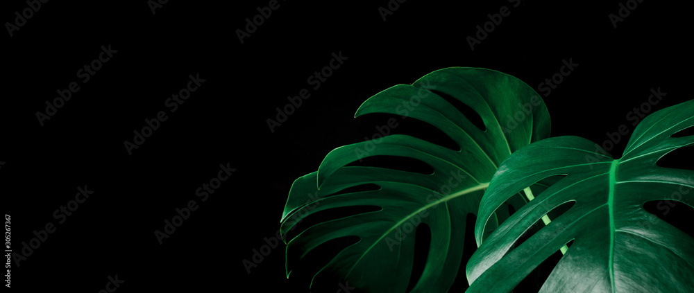 Fototapeta Piękne liście monstera (liść) na czarny kolor do dekoracji kompozycji projektu tła