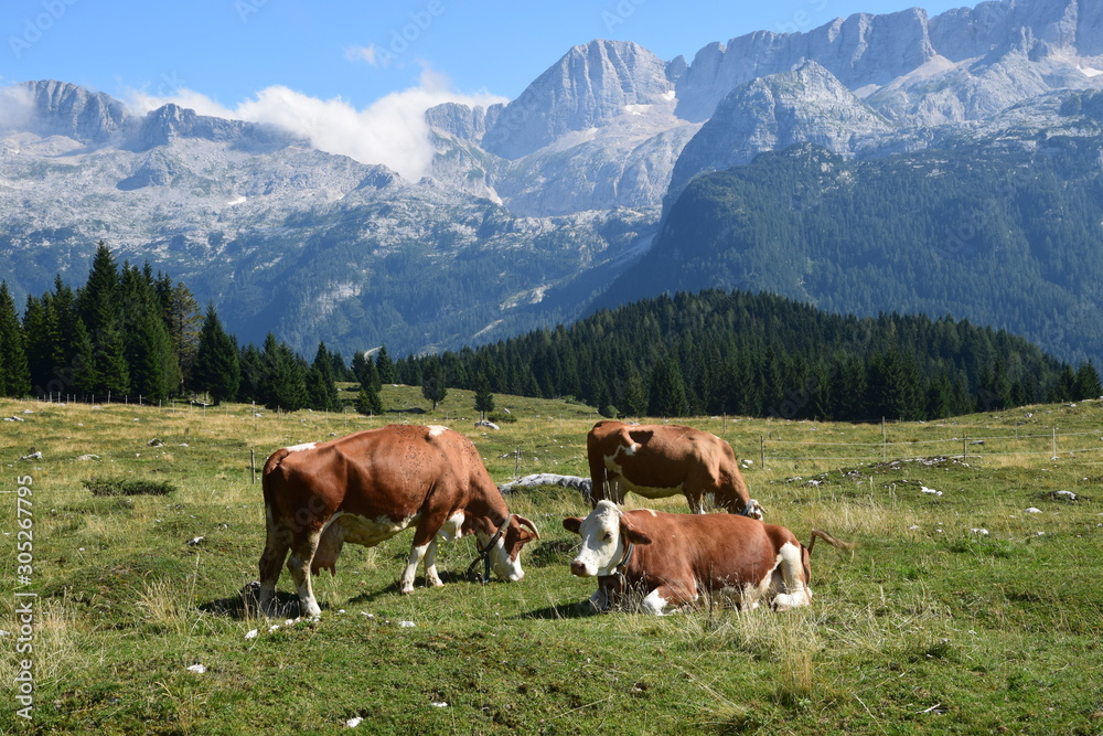 Friuli - Malghe del Montasio