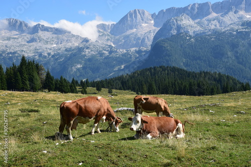 Friuli - Malghe del Montasio