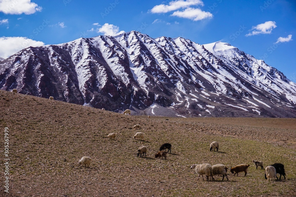 Livestock Kashmir goats  in beautiful  landscape with snow peaks and blue sky background,North India.