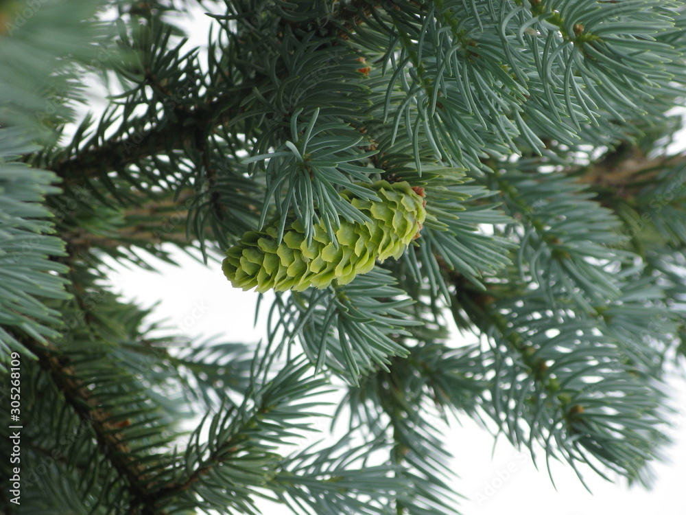 Obraz premium Spruce