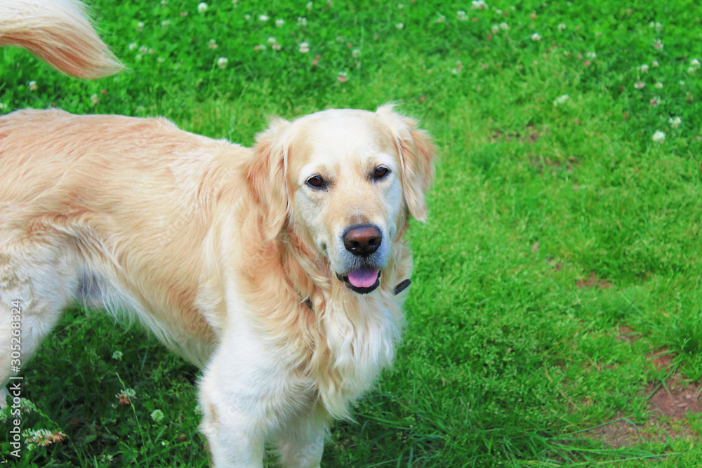 Golden retriever walking on the street. Close-up. Background. Golden retriever walking on the street. Close-up. Background.