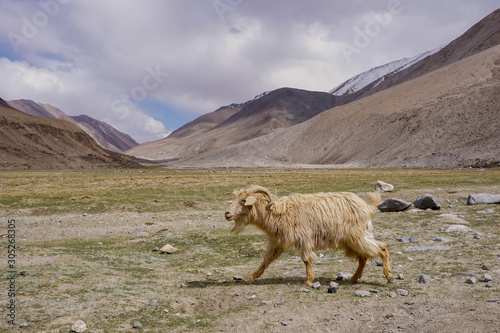 Kashmir goat  in beautiful  landscape with snow peaks background,North India.