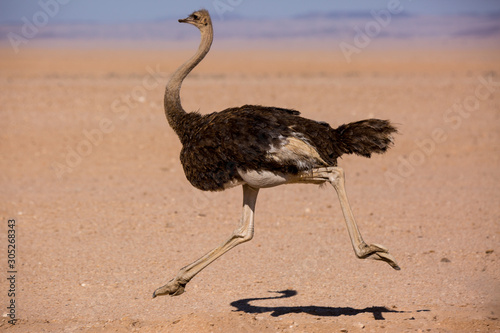 Frightened thick ostrich running with high speed along the road in Namibia desert