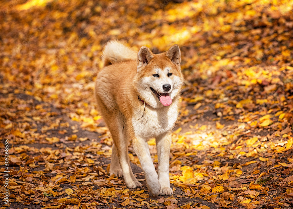 Nice young akita dog in the forest