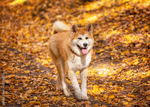 Nice young akita dog in the...