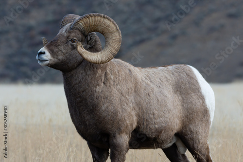 Bighorn Sheep in Gardiner Montana