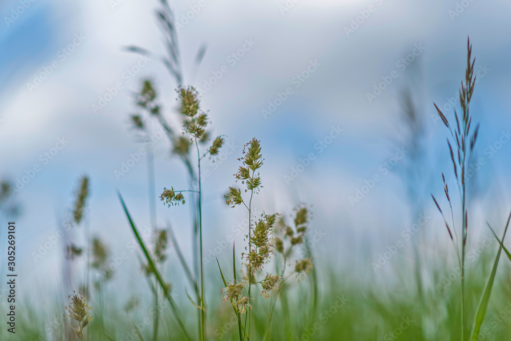 Grass against the sky and clouds. Photographed close-up. Grass against the sky and clouds. Photographed close-up.