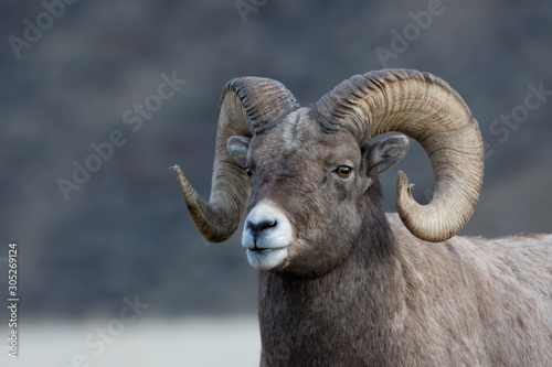Bighorn Sheep in Gardiner Montana photo
