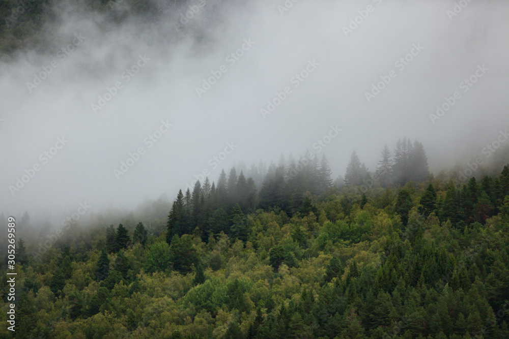 Panorama of a beautiful green foggy forest