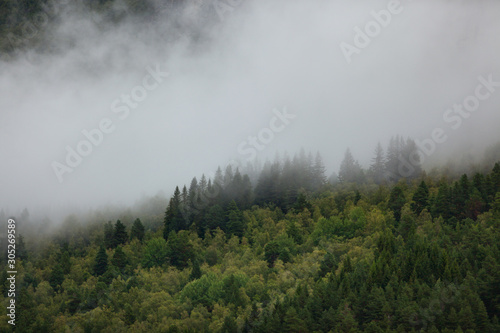 Panorama of a beautiful green foggy forest