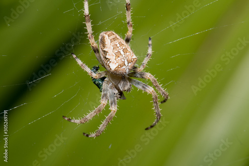 A large white spider in the home garden