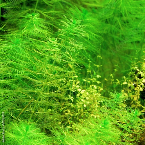 Aquarium representing natural biotop of European nature. Cold water tank with...