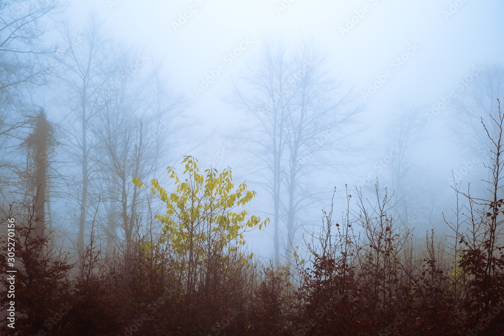 Fototapeta premium Early morning in the beech forest with fog, Cindrel mountains, Romania
