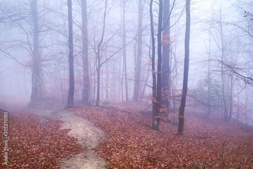 Early morning in the beech forest with fog, Cindrel mountains, Romania