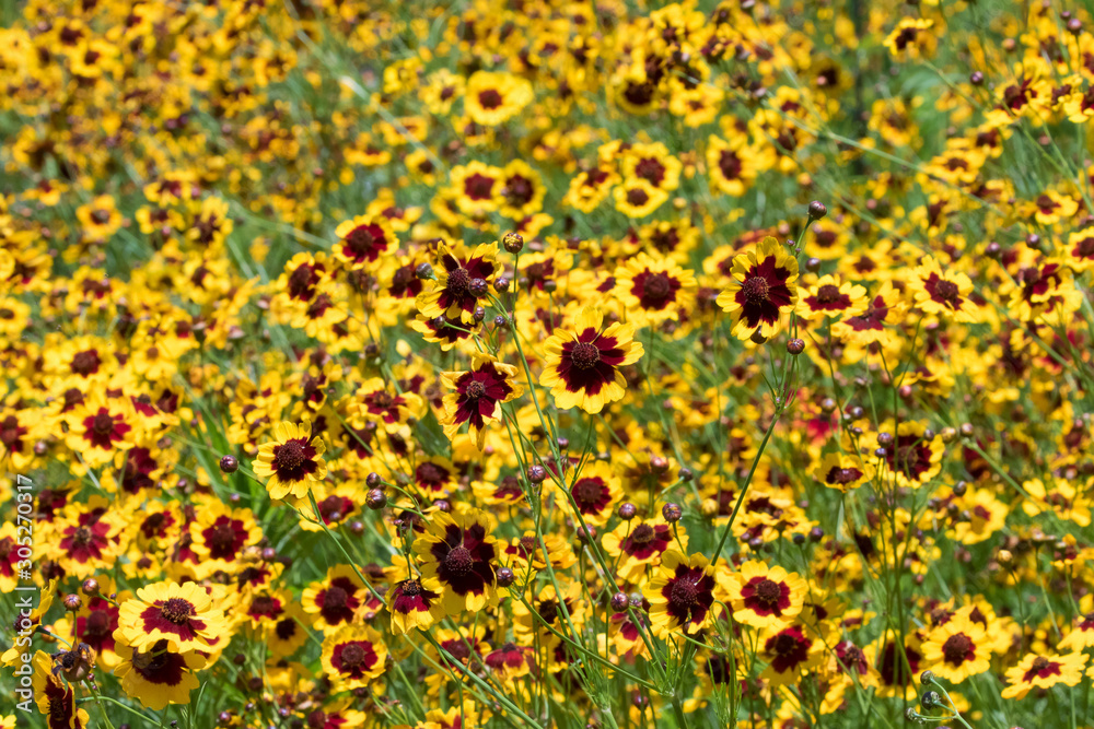 Field of Dyers Tickseed Field of Dyers Tickseed