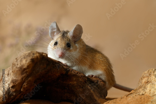 Close-up female spiny mouse with big eyes and ears (Acomys cahirinus) lies on a snag a and looks at camera. Small DoF focus put only to head of mouse.